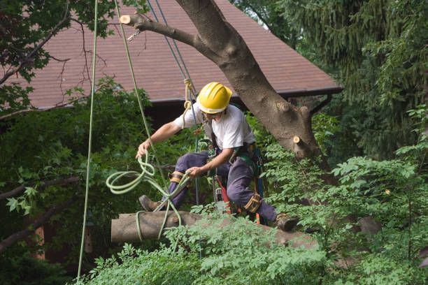 Best Root Management and Removal  in Little Rock, AR